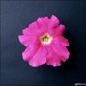Петуния крупноцветковая (Petunia grandiflora)