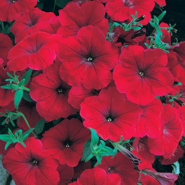 Петуния многоцветковая (Petunia multiflora)