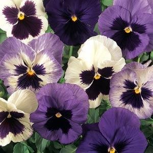 Виола виттрока (Viola wittrockiana)