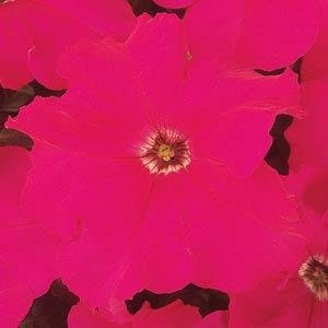 Петуния крупноцветковая (Petunia grandiflora)