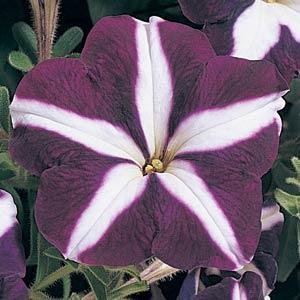 Петуния многоцветковая (Petunia multiflora)