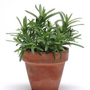 Розмарин лекарственный (Rosmarinus officinalis)