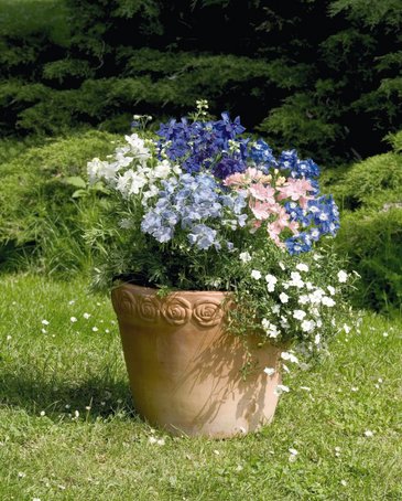 Дельфиниум крупноцветковый (Delphinium grandiflorum)