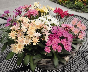 Левизия (Lewisia cotyledon)