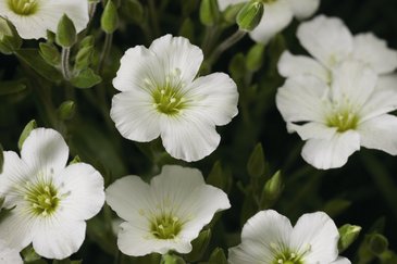 Песчанка горная (Arenaria montana)