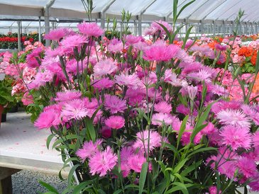 Гвоздика гибридная махровая (Dianthus interspecific)