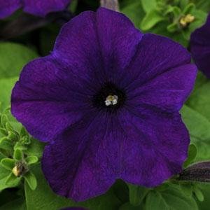 Петуния многоцветковая (генетически компактная) (Petunia multiflora) Петуния многоцветковая (генетически компактная) (Petunia multiflora)