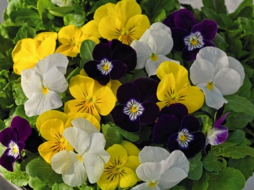 Виола рогатая (Viola cornuta)