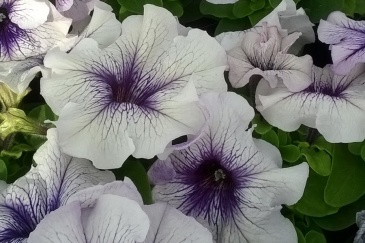 Петуния крупноцветковая (генетически компактная) (Petunia grandiflora)