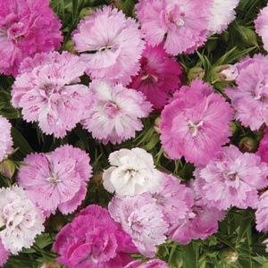 Гвоздика турецкая (Dianthus barbatus)