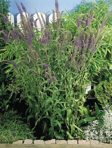 Вероника колосистая (Veronica spicata)