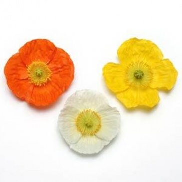 Мак голостебельный (Papaver nudicaule)