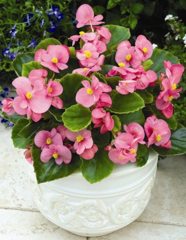 Бегония вечноцветущая (зеленая листва) (Begonia semperflorens)