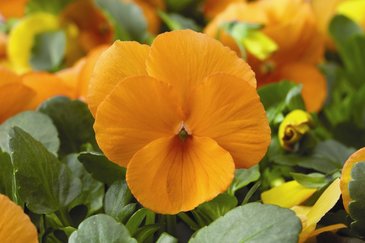 Виола рогатая (Viola cornuta)