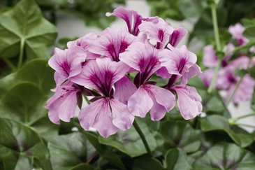 Пеларгония плющелистная ампельная (Pelargonium peltatum)