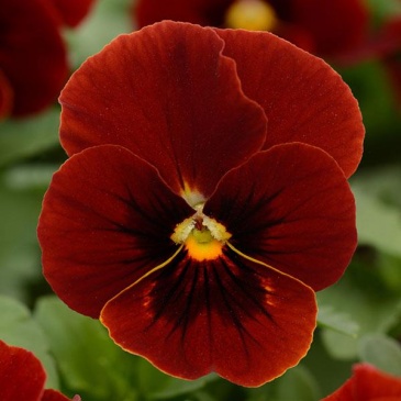 Виола рогатая (Viola cornuta)