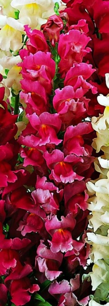 Львиный зев (Антирринум) большой (Antirrhinum majus)