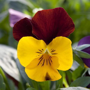 Виола рогатая (Viola cornuta)