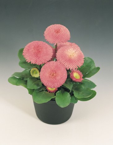 Маргаритка многолетняя (Bellis perennis)