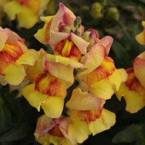 Львиный зев (Антирринум) большой (Antirrhinum majus)
