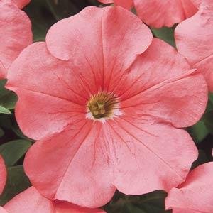 Петуния многоцветковая (Petunia multiflora)