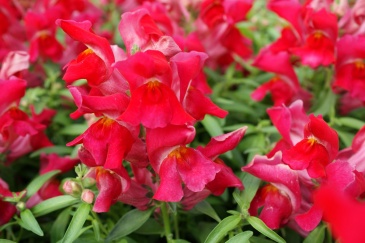 Львиный зев (Антирринум) большой (Antirrhinum majus)