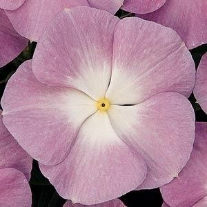 Катарантус розовый (Vinca rosea)
