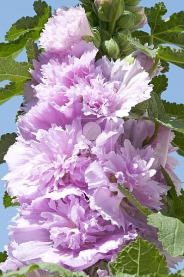 Мальва (Штокроза) розовая (Alcea rosea annua)