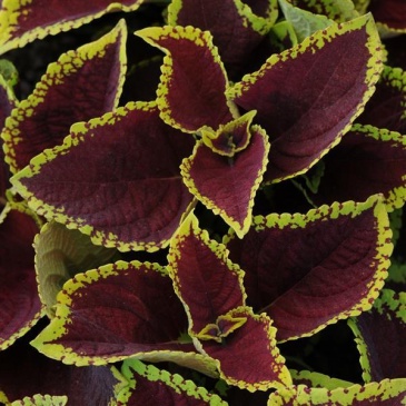 Колеус гибридный (Coleus х hybrida)
