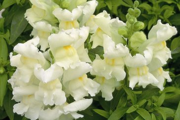 Львиный зев (Антирринум) большой (Antirrhinum majus)