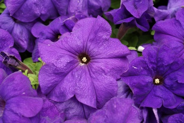 Петуния крупноцветковая (генетически компактная) (Petunia grandiflora)