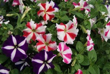 Петуния многоцветковая (Petunia multiflora)