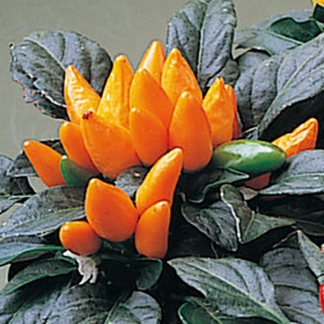 Перец летний (Capsicum annuum)