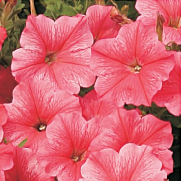 Петуния ампельная гибридная (Petunia х hybrida)