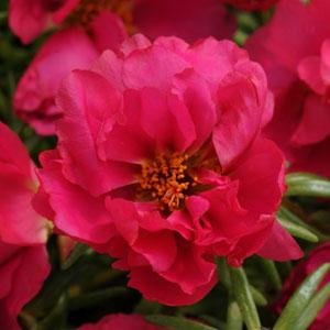 Портулак крупноцветковый (Portulaca grandiflora)