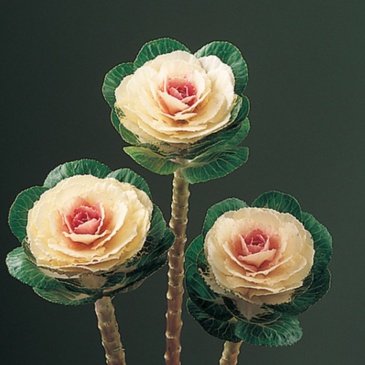 Декоративная капуста (Brassica oleracea)