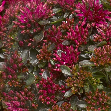 Седум ложный (Sedum spurium)