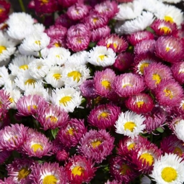Маргаритка многолетняя (Bellis perennis)