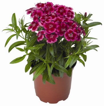 Гвоздика турецкая (Dianthus barbatus)