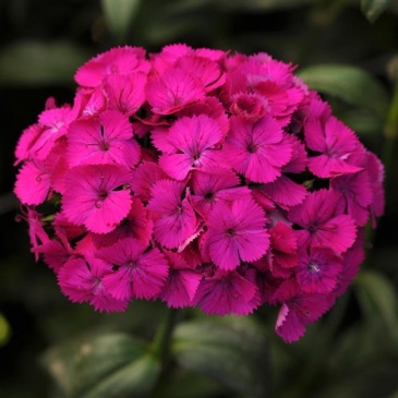 Гвоздика турецкая (Dianthus barbatus)
