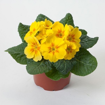 Примула бесстебельная (Primula acaulis)
