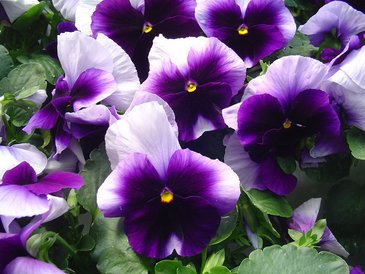 Виола Виттрока (Viola wittrockiana)