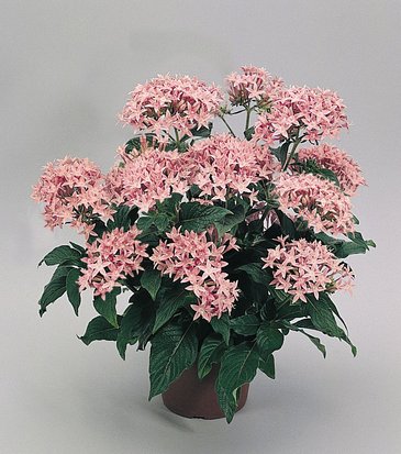 Пентас ланцетовидный (Pentas lanceolata)
