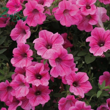 Петуния ампельная гибридная (Petunia х hybrida)