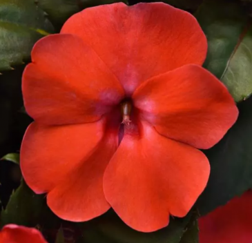 Бальзамин гибридный межвидовой (Impatiens walleriana) Бальзамин гибридный межвидовой (Impatiens walleriana)