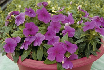Катарантус розовый ампельный (Vinca rosea)