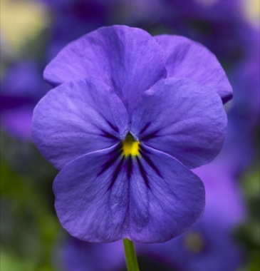 Виола рогатая (Viola cornuta)