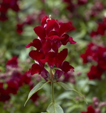 Львиный зев (Антирринум) большой (Antirrhinum majus)