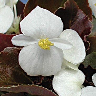 Бегония вечноцветущая (бронзовая листва) (Begonia semperflorens)