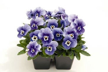 Виола рогатая (Viola cornuta)